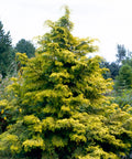Golden Hinoki Cypress 'Crippsii'