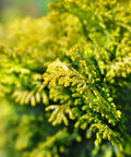 Golden Hinoki Cypress 'Crippsii'