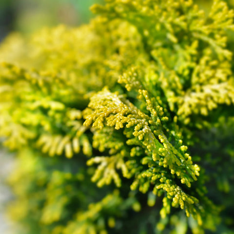 Golden Hinoki Cypress 'Crippsii'
