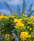 Golden Treasure Trumpet Vine