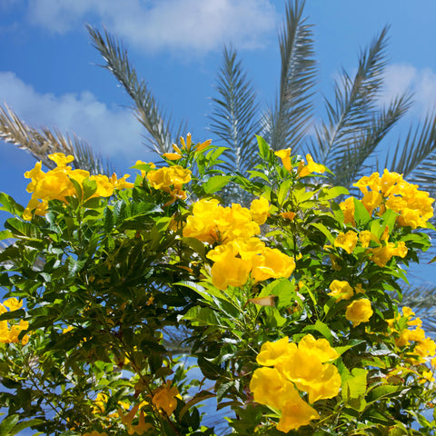 Golden Treasure Trumpet Vine