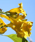 Golden Treasure Trumpet Vine