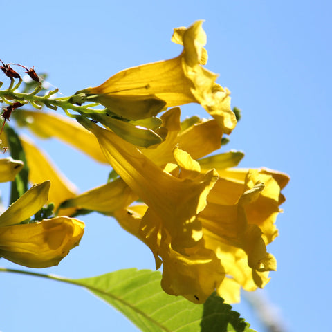 Golden Treasure Trumpet Vine