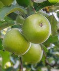 Granny Smith Apple Tree