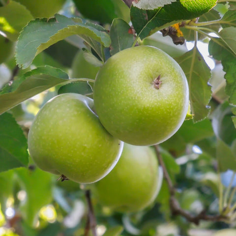 Granny Smith Apple Tree