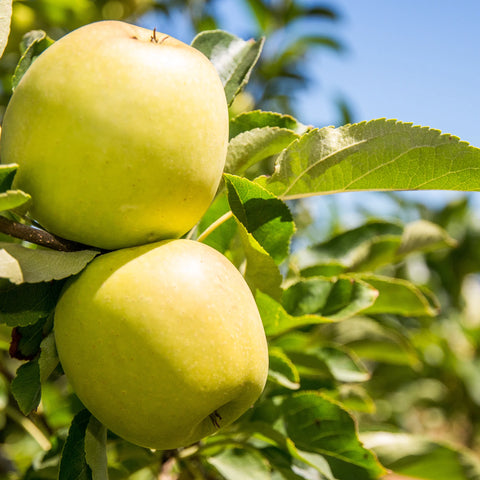 Granny Smith Apple Tree