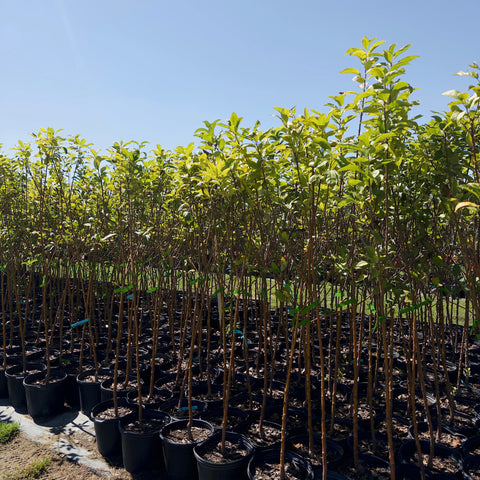 Granny Smith Apple Tree