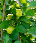 Granny Smith Apple Tree