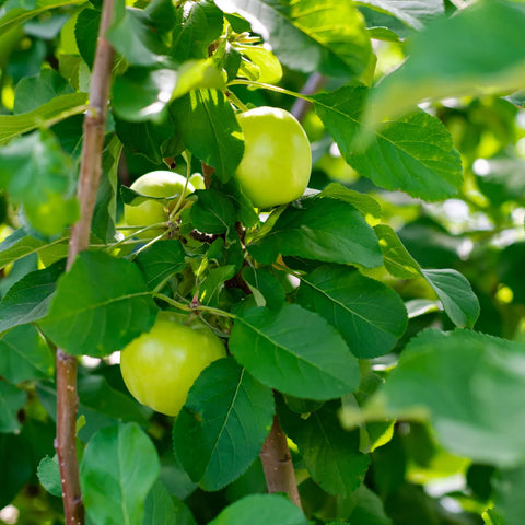 Granny Smith Apple Tree