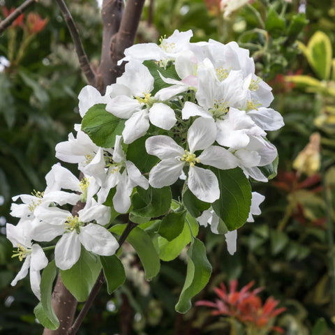 Granny Smith Apple Tree