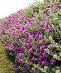 Green Cloud Texas Sage