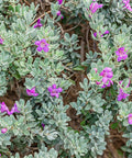 Green Cloud Texas Sage