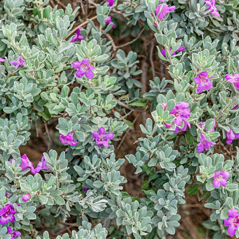 Green Cloud Texas Sage