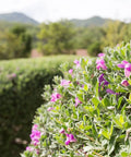 Green Cloud Texas Sage