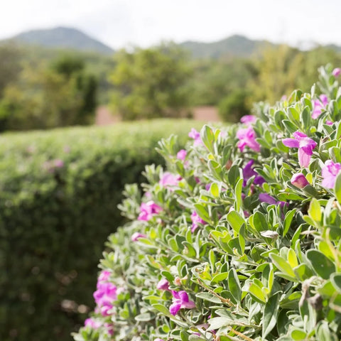 Green Cloud Texas Sage