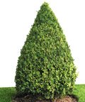 Green Mountain Boxwood