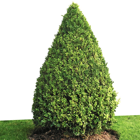 Green Mountain Boxwood