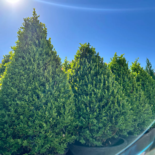 Green Mountain Boxwood | Topiary Boxwood Shrub – Simply Trees