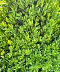 Green Mountain Boxwood