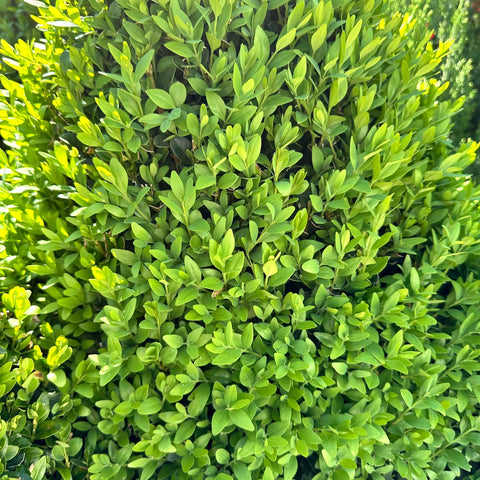 Green Mountain Boxwood