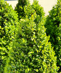 Green Mountain Boxwood