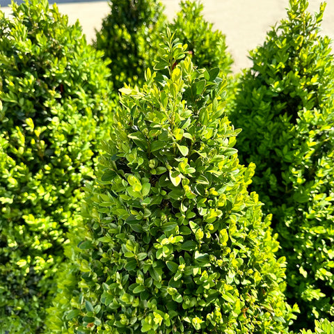 Green Mountain Boxwood