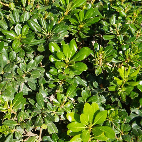 Green Pittosporum