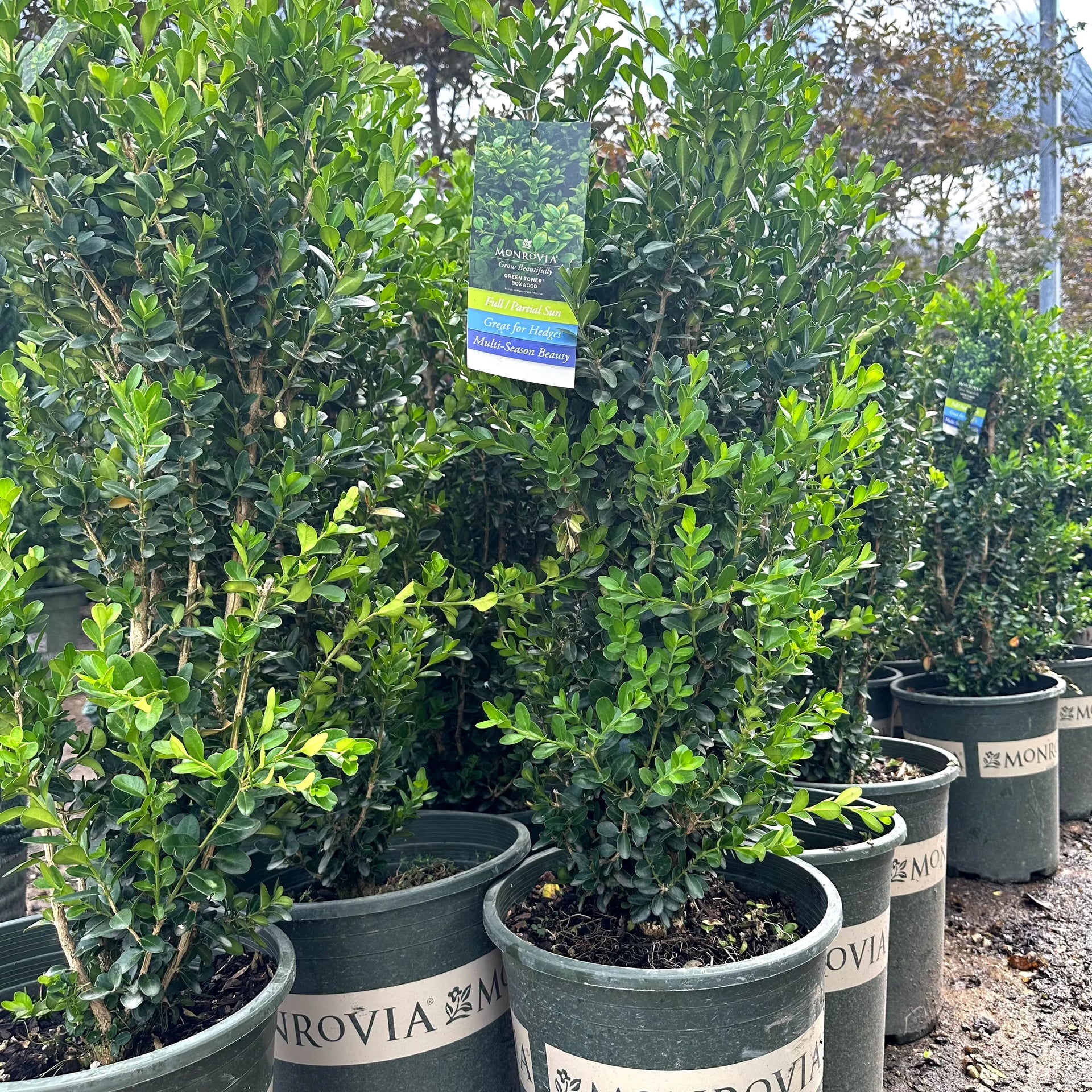 boxwood house plant Green Tower® Boxwood