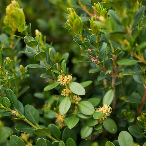 Green Tower Boxwood