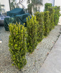 Green Tower Boxwood