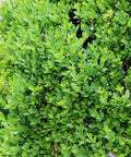Green Velvet Boxwood