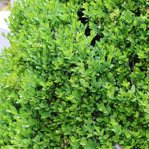 Green Velvet Boxwood