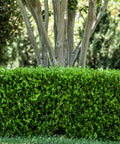 Green Velvet Boxwood