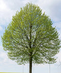 Greenspire® Linden Tree
