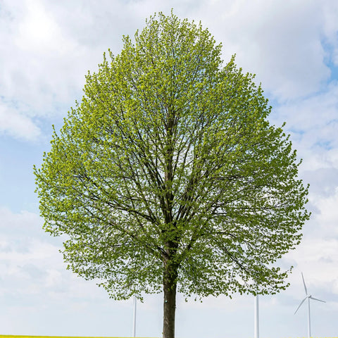 Liken Tree Greenspire® Linden Tree | Littleleaf Linden Shade Tree – Simply Trees