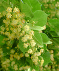Greenspire® Linden Tree