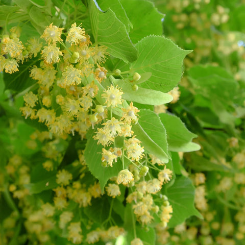 Greenspire® Linden Tree