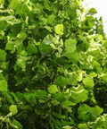Greenspire® Linden Tree