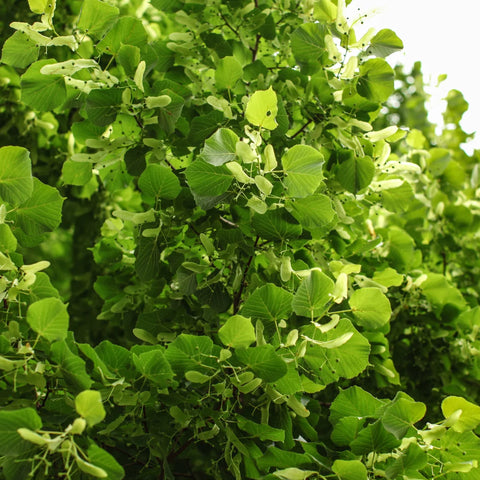 Greenspire® Linden Tree