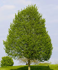 Greenspire® Linden Tree