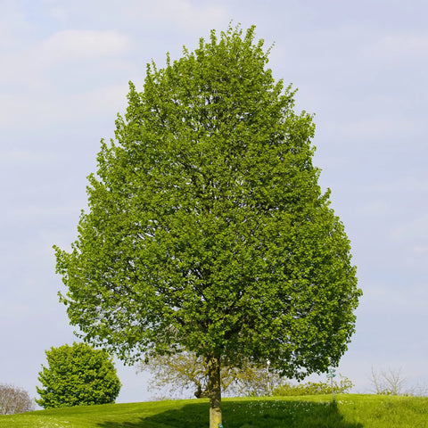 Greenspire® Linden Tree