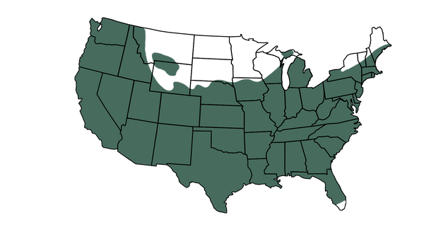 USDA zone map for Bruce Plum Tree