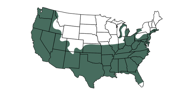 USDA zone map for Eagleston Holly Shrub