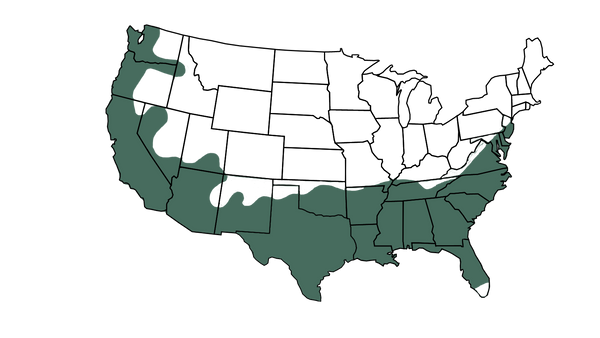 USDA zone map for Southern Magnolia "DD Blanchard"