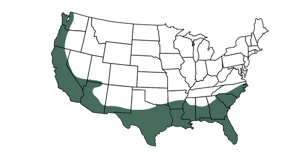 USDA zone map for Variegated Pittosporum