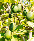 Hass Avocado Tree