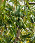 Hass Avocado Tree