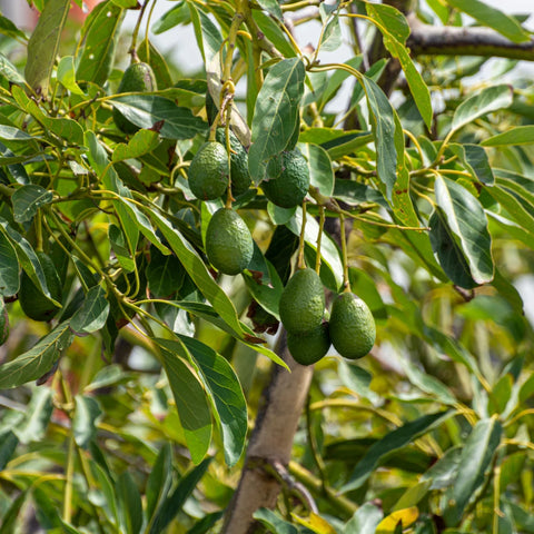 Hass Avocado Tree