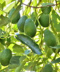 Hass Avocado Tree