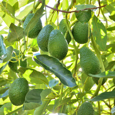 Hass Avocado Tree